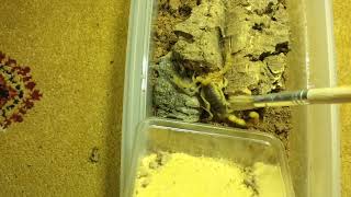 REHOUSING THE HADRURUS ARIZONENSIS DESERT HAIRY SCORPION😍 [upl. by Saideman686]