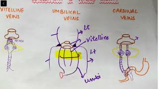 Embryology of Vitelline veins Portal vein development   Med Bees [upl. by Eel]