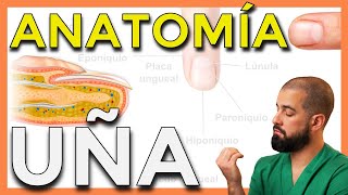 ANATOMÍA de la UÑA Función y crecimiento de LAS UÑAS [upl. by Eniahpets606]