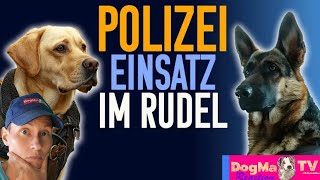 Wenn Hunde die Erziehung übernehmen  Körpersprache im Rudel erklärt DogMa Reaction [upl. by Razal771]