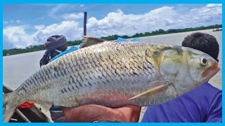 Live Hilsa Fish Catching Skill in Clean Bangladeshi River [upl. by Gerrard]