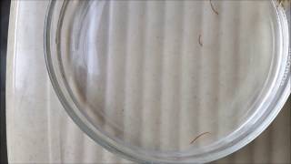 Bloodworm  Chironomidae  Larvae of Midge Fly [upl. by Nwahsed]