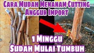 Cara Mudah Menanam Cutting Anggur Import  Satu Minggu Sudah Mulai Terlihat Pertumbuhan Nya‼️🍇 [upl. by Adelaida452]