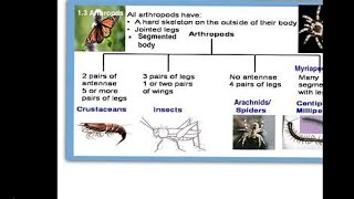 Classification of Arthropoda [upl. by Blynn209]