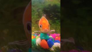 Fish Life 🐟 fish shortvideo trending viralvideo merejaisetomilenge [upl. by Anissej635]