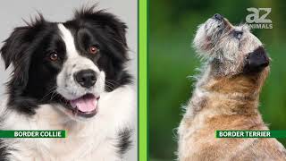 Border Terrier vs Border Collie What Are The Differences [upl. by Irol]