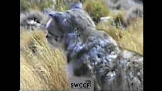 First Footage of Andean Cat [upl. by Dorcy]