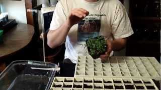 Transplanting Kohlrabi amp What is quotLegginessquot The Wisconsin Vegetable Gardener Extra 38 [upl. by Alis]