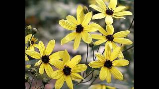 How to StartGrow Tall Coreopsis from Seed Coreopsis Tripteris [upl. by Stovall]