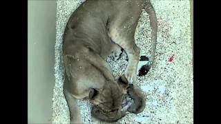 Two African lion cubs born at Denver Zoo [upl. by Bruning706]