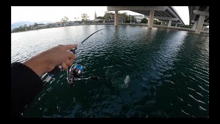 Maroochydore River TREVALLY Fishing [upl. by Oicangi751]