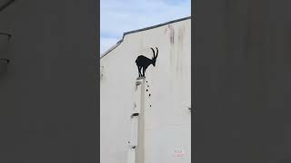 Banksy Surprises London With Goat Mural shorts [upl. by Esiralc944]