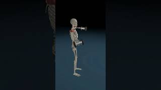 2 Arms Lift Weights 3d 3danatomy anatomy arms [upl. by Hewitt115]