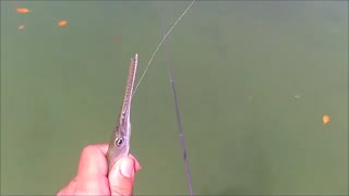 Needlefish Fishing with Circle Hook and Penfishingrodscom [upl. by Htrap]