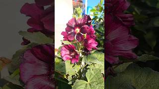 Hollyhock flower plant [upl. by Mason]