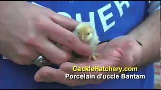 Porcelain Duccle Bantam Chicken Breed  Cackle Hatchery [upl. by Harris]