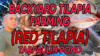 BACKYARD TILAPIA FARMING RED TILAPIA [upl. by Olfe]