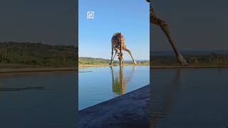 Why does a giraffe drinking water seem so awkward 🦒😲 🎥 ViralHog [upl. by Rivalee]