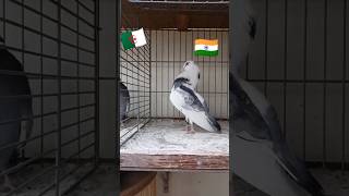 ❤️INDIAN VS PAKISTAN 💚  shorts pigeon youtubeshorts kabutar [upl. by Pontone625]