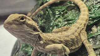 Changing my Bearded Dragons Terrarium beardielife cool lizard terrarium [upl. by Sedaiuqlem]