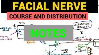 Facial Nerve Anatomy  4  Notes [upl. by Mayworm]