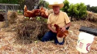 Review of Red Star Chickens from McMurray Hatchery [upl. by Damaris]