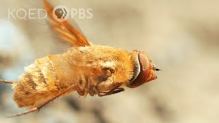 This Fly Torpedoes a Bindweed Bee’s Nest  Deep Look [upl. by Dodge]