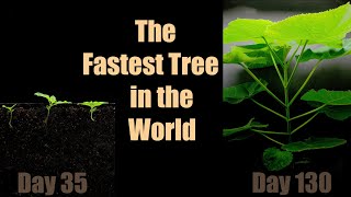 The Fastest Growing Tree 🌳 Paulownia 140 Days TimeLapse [upl. by Natsirk]