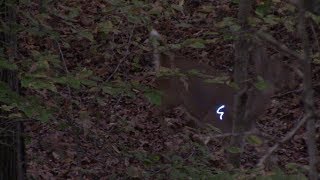 Self Filmed Hunt with a Oneida Eagle Bow [upl. by Tinaret124]