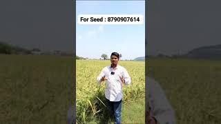 Meher Hybrid Paddy 8790907614 [upl. by Alyal200]