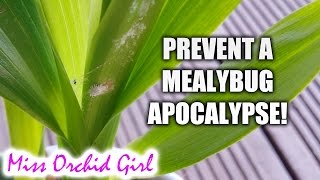 How to prevent a mealybug infestation on your Orchids [upl. by Yrehcaz]