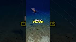 Magnapinna Facts shorts short ocean sea creature wildlife animals nature shortsfeed [upl. by Craw]