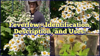 Feverfew  Identification Description and Uses [upl. by Eppie]