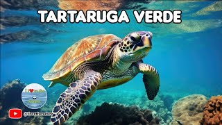 Tartarugaverde Chelonia mydas [upl. by Bushey]