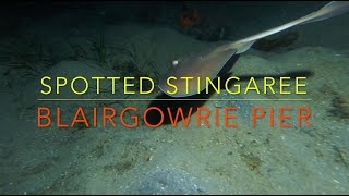 SPOTTED STINGAREE Blairgowrie Pier UNDERWATER 🌙 [upl. by Tamara]