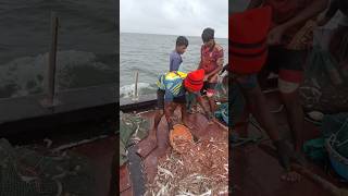 मासळी वाटप करण्याची बोटितील पद्धत Method of distribution of fish in boats boat india fishing [upl. by Naujed]