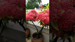 How to grow Ixora plant  Ixora plant care  Beautiful ixora plant ixora ixoraplant shorts [upl. by Sparks]