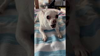 She’s Big Mad About Getting A Bath 😂🩷 barking barkingdog chihuahua [upl. by Borlow]