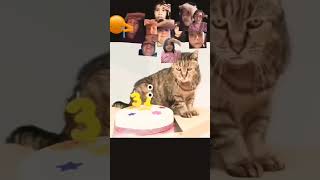 memes cat funny freefire respect duet edit emojimeme robloxmemes part3 [upl. by Wendalyn120]