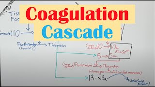 Coagulation Clotting Cascade and Secondary Hemostasis [upl. by Vale267]