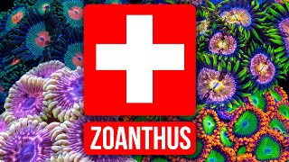 The Zoanthus Troubleshooting Guide [upl. by Mirielle]