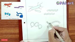 9th PB Biology Diagram 02Different Types of Bacteria [upl. by Julian]