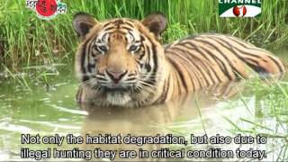 Nature and Life  Episode 196 Endangered Wildlife of Sundarbans [upl. by Tolman]