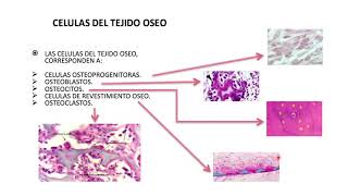 Generalidades del tejido óseo [upl. by Lesab]