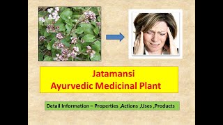 Jatamansi l Nordostachys Jatamansi l Health Benefits of Jatamansi l Herb as Anti stress Medicine [upl. by Bogie]