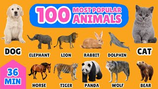 100 Most Popular Animals in the World  English Vocabulary for Kids  Fun Animal Names Learning [upl. by Alleinnad]