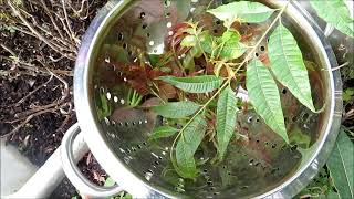 Making Chinese Mahogany Sauce炸香椿芽 [upl. by Zitella]