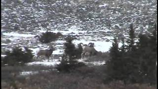 Rocky Mountain Bighorn Sheep Hunting  Archery [upl. by Downes385]