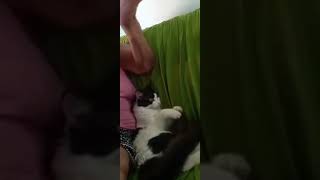 GATINHO CANTANDO PARABENS PARA VOCE [upl. by Eitten]