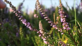 How to identify Heather Calluna vulgaris [upl. by Ainoloppa712]